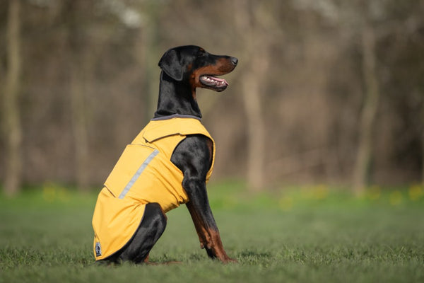 DOBERMAN WINTER COAT - READY-MADE