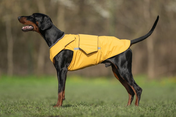 DOBERMAN WINTER COAT - READY-MADE