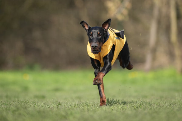 DOBERMAN WINTER COAT - READY-MADE