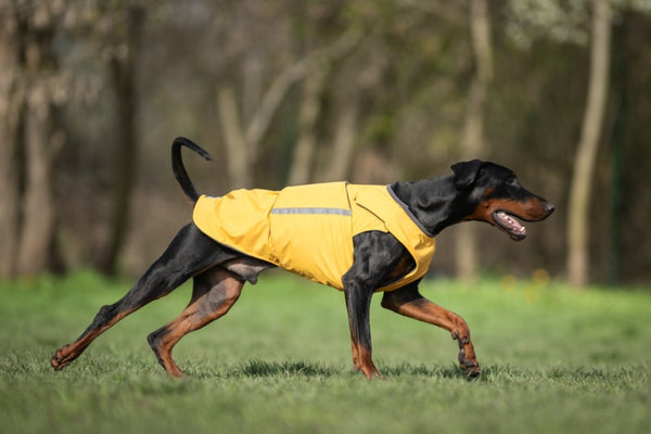 DOBERMAN WINTER COAT - READY-MADE