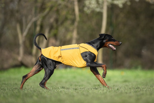 DOBERMAN WINTER COAT - READY-MADE