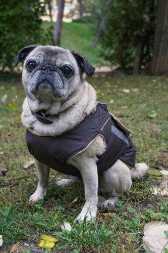 PUG WINTER DOG COAT / MADE TO ORDER