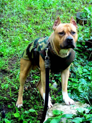 STAFFORDSHIRE TERRIER DOG RAINCOAT / MADE TO ORDER