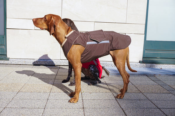 POINTER SOFTSHELL DOG COAT / MADE TO ORDER