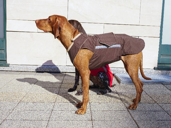 VIZSLA WINTER DOG COAT / MADE TO ORDER