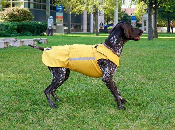 POINTER DOG RAINCOAT / MADE TO ORDER