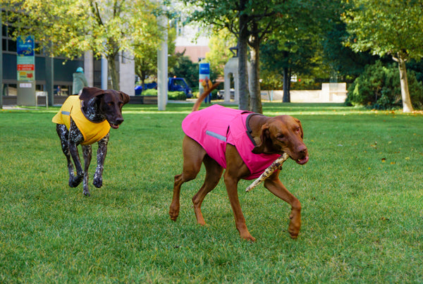 POINTER WINTER DOG COAT / MADE TO ORDER