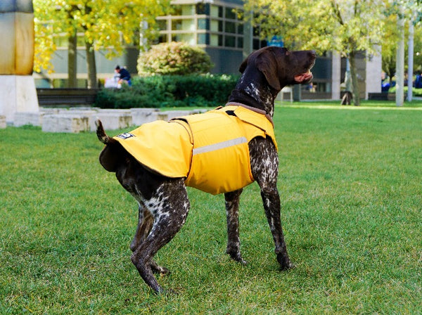 POINTER DOG RAINCOAT / MADE TO ORDER