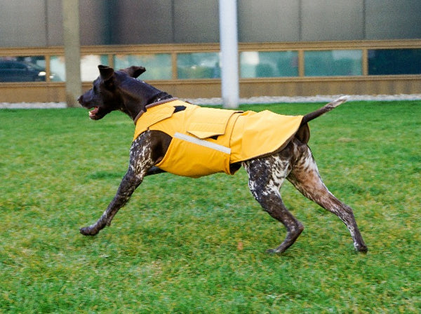 POINTER DOG RAINCOAT / MADE TO ORDER