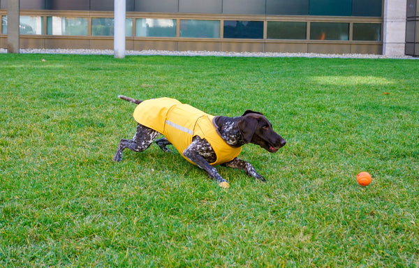 POINTER WINTER DOG COAT / MADE TO ORDER