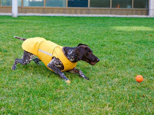 POINTER DOG RAINCOAT / MADE TO ORDER