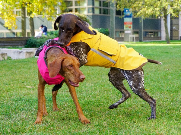 POINTER DOG RAINCOAT / MADE TO ORDER