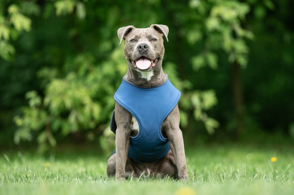 STAFFORDSHIRE SOFTSHELL DOG COAT / MADE TO ORDER