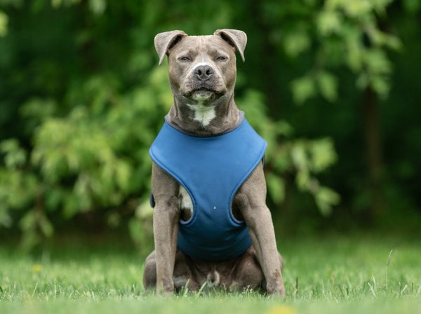 STAFFORDSHIRE TERRIER WINTER COAT - READY-MADE
