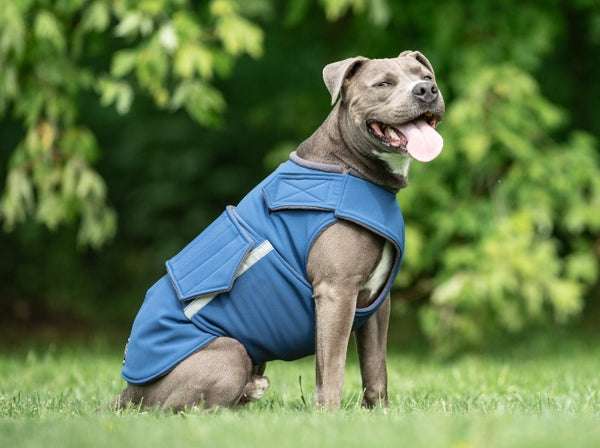 STAFFORDSHIRE TERRIER WINTER COAT - READY-MADE