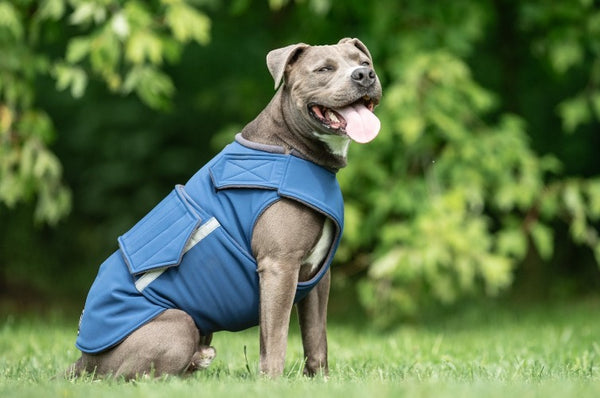 STAFFORDSHIRE TERRIER DOG COAT / MADE TO ORDER