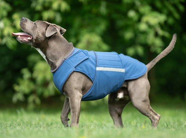 STAFFORDSHIRE TERRIER WINTER COAT - READY-MADE