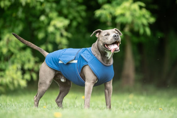 STAFFORDSHIRE SOFTSHELL DOG COAT / MADE TO ORDER