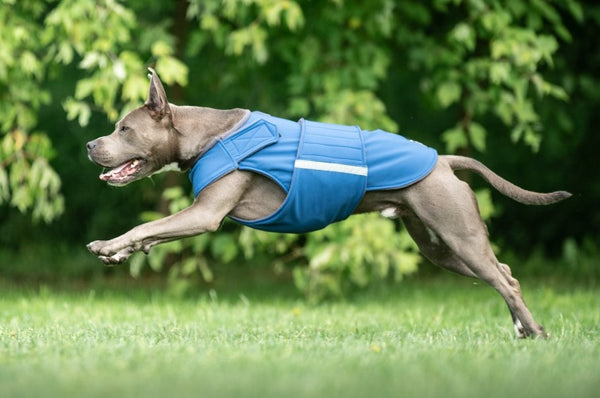 STAFFORDSHIRE SOFTSHELL DOG COAT / MADE TO ORDER