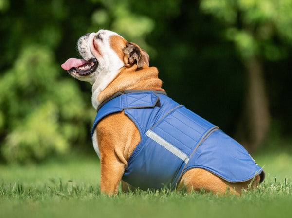 ENGLISH BULLDOG RAINCOAT - READY-MADE