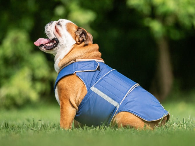 ENGLISH BULLDOG WINTER COAT READY-MADE – Pepper Petwear