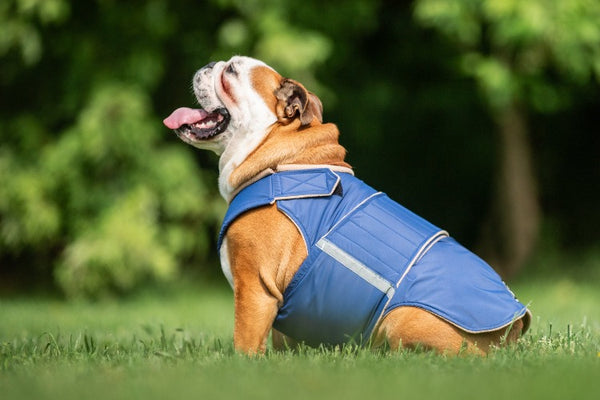 ENGLISH BULLDOG WINTER DOG COAT / MADE TO ORDER