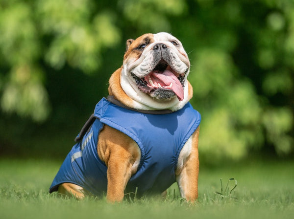 ENGLISH BULLDOG RAINCOAT - READY-MADE