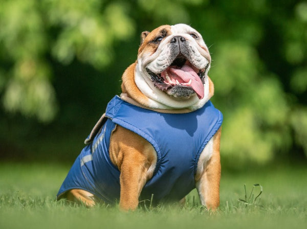 ENGLISH BULLDOG WINTER COAT - READY-MADE