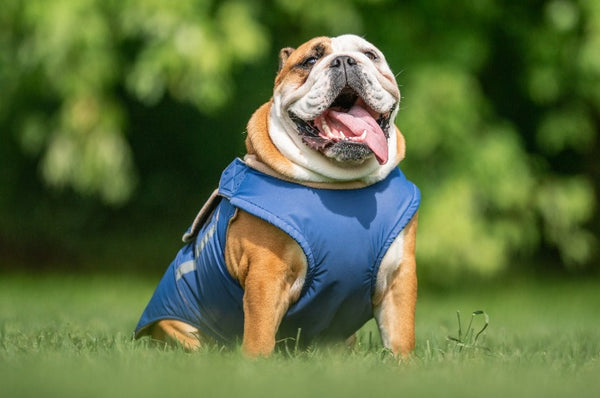 BULLDOG WINTER DOG COAT / MADE TO ORDER