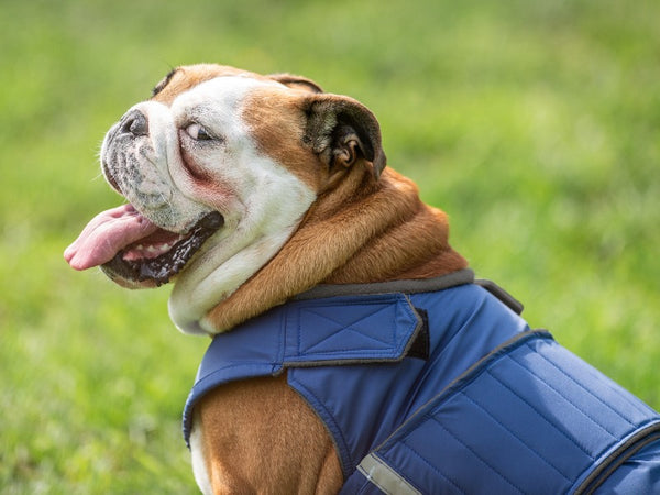 ENGLISH BULLDOG RAINCOAT - READY-MADE