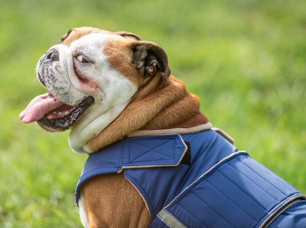 ENGLISH BULLDOG WINTER COAT - READY-MADE