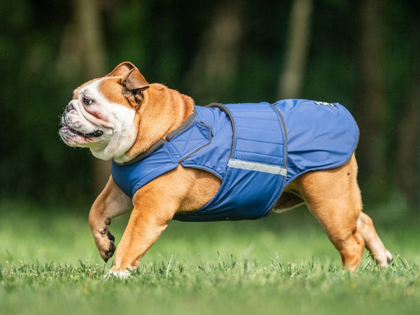 ENGLISH BULLDOG RAINCOAT - READY-MADE