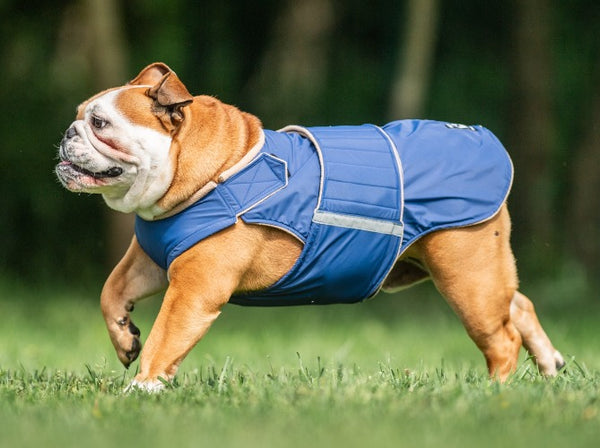 ENGLISH BULLDOG WINTER COAT - READY-MADE