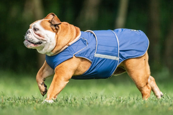 BULLDOG WINTER DOG COAT / MADE TO ORDER