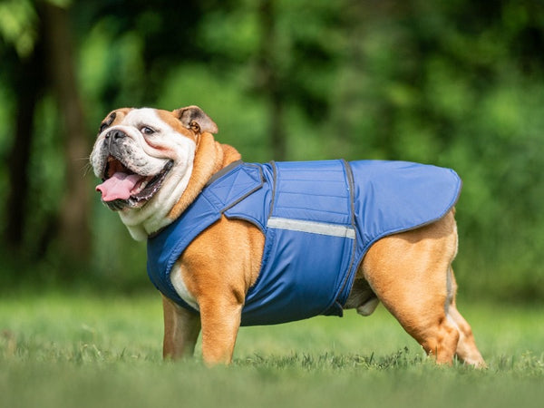 ENGLISH BULLDOG RAINCOAT - READY-MADE