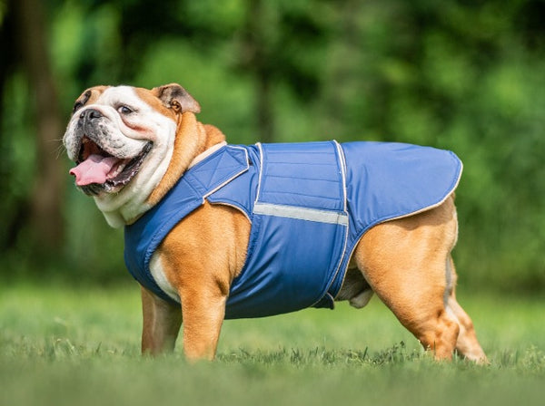 ENGLISH BULLDOG WINTER COAT - READY-MADE