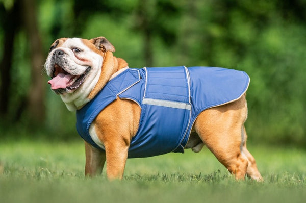 ENGLISH BULLDOG WINTER DOG COAT / MADE TO ORDER