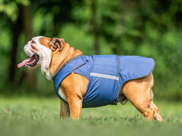 ENGLISH BULLDOG RAINCOAT - READY-MADE