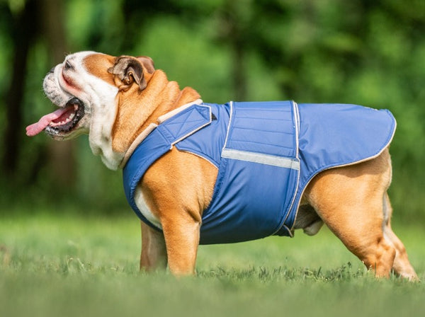 ENGLISH BULLDOG WINTER COAT - READY-MADE