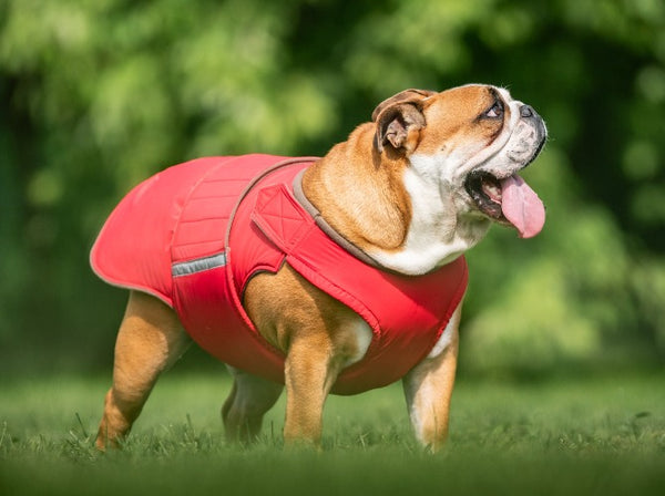 ENGLISH BULLDOG EXTRA WARM WINTER COAT - READY-MADE