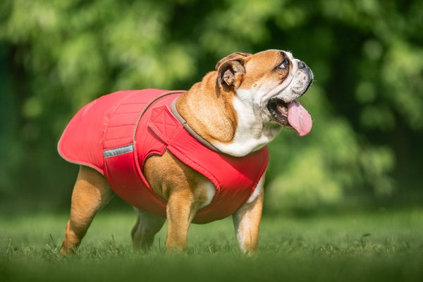 BULLDOG EXTRA WARM WINTER DOG COAT / MADE TO ORDER