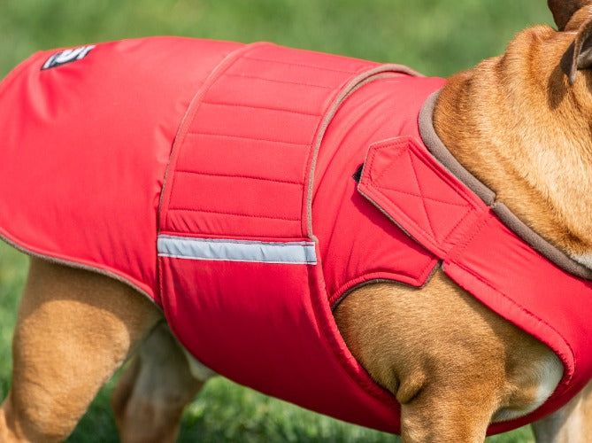 ENGLISH BULLDOG EXTRA WARM WINTER COAT READY-MADE – Pepper Petwear