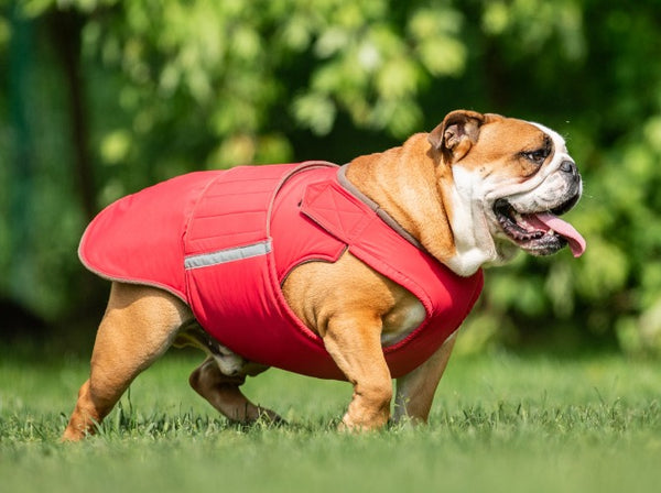 ENGLISH BULLDOG EXTRA WARM WINTER COAT - READY-MADE