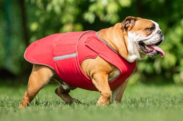 BULLDOG EXTRA WARM WINTER DOG COAT / MADE TO ORDER