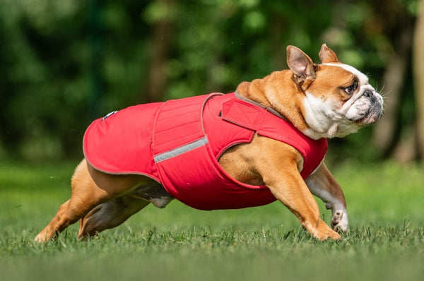 BULLDOG EXTRA WARM WINTER DOG COAT / MADE TO ORDER