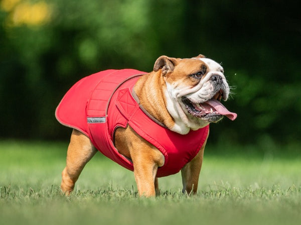 ENGLISH BULLDOG EXTRA WARM WINTER COAT - READY-MADE