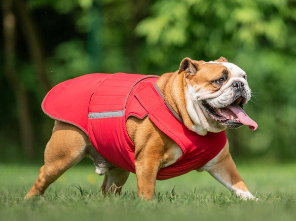 ENGLISH BULLDOG EXTRA WARM WINTER COAT - READY-MADE