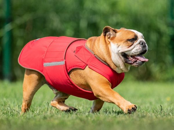 ENGLISH BULLDOG EXTRA WARM WINTER COAT - READY-MADE