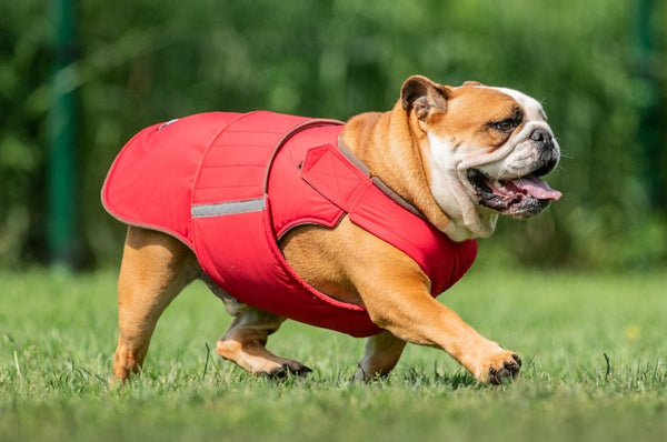 BULLDOG EXTRA WARM WINTER DOG COAT / MADE TO ORDER