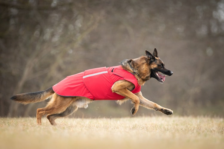 German shepherd winter best sale jackets
